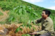 Cây cao su lên núi đồi Tây Trà: Chờ đợi và hy vọng